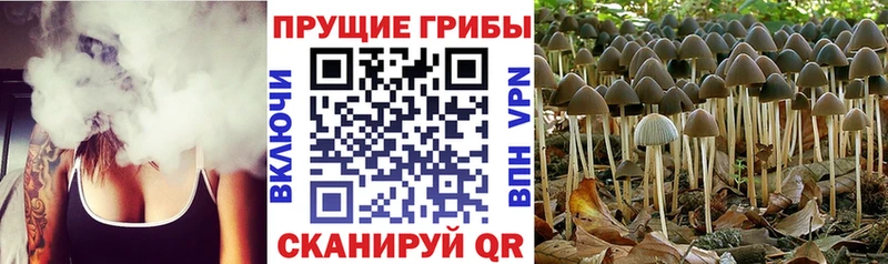 Галлюциногенные грибы MAGIC MUSHROOMS Курганинск